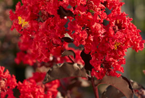 Obraz Lagerstroemia